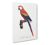 Ara Canga Parrot By F. Levaillant Canvas Print | Gallery Wrapped 30mm Frame Wall Art | 30x20 inches | Ready to Hang | Retro Animals Picture | Living Room Bedroom Lounge Office