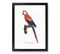 Ara Canga Parrot by F. Levaillant Framed Print | A2 Black Framed Wall Art | Ready to Hang | Modern Animal Picture | Living Room Bedroom Lounge Office
