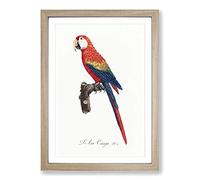 Ara Canga Parrot by F. Levaillant Framed Print | A2 Oak Framed Wall Art | Ready to Hang | Modern Animal Picture | Living Room Bedroom Lounge Office