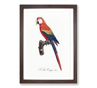 Ara Canga Parrot by F. Levaillant Framed Print | A2 Walnut Framed Wall Art | Ready to Hang | Modern Animal Picture | Living Room Bedroom Lounge Office