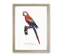 Ara Canga Parrot By F. Levaillant Vintage Framed Print | A2 Oak Framed Wall Art | Ready to Hang | Classic Animal Picture | Living Room Bedroom Lounge Office