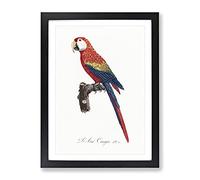 Ara Canga Parrot By F. Levaillant Vintage Framed Print | A4 Black Framed Wall Art | Ready to Hang | Classic Animal Picture | Living Room Bedroom Lounge Office