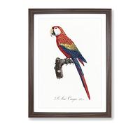 Ara Canga Parrot By F. Levaillant Vintage Framed Print | A4 Walnut Framed Wall Art | Ready to Hang | Classic Animal Picture | Living Room Bedroom Lounge Office