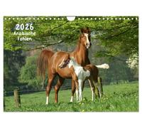 Arabian foals 2025 UK-Version (Wall Calendar 2026 DIN A4 Landscape), CALVENDO 12 Month Wall Calendar
