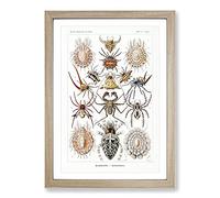 Arachnids Spiders by Ernst Haeckel Framed Print | A2 Oak Framed Wall Art | Ready to Hang | Modern Nature Picture | Living Room Bedroom Lounge Office