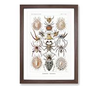 Arachnids Spiders by Ernst Haeckel Framed Print | A2 Walnut Framed Wall Art | Ready to Hang | Modern Nature Picture | Living Room Bedroom Lounge Office