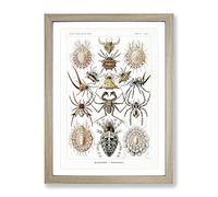 Arachnids Spiders By Ernst Haeckel Vintage Framed Print | A2 Oak Framed Wall Art | Ready to Hang | Classic Nature Picture | Living Room Bedroom Lounge Office