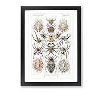 Arachnids Spiders By Ernst Haeckel Vintage Framed Print | A3 Black Framed Wall Art | Ready to Hang | Classic Nature Picture | Living Room Bedroom Lounge Office