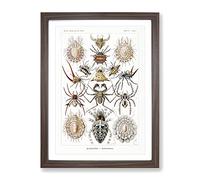 Arachnids Spiders By Ernst Haeckel Vintage Framed Print | A4 Walnut Framed Wall Art | Ready to Hang | Classic Nature Picture | Living Room Bedroom Lounge Office