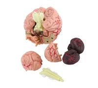 Aramox Anatomical Human Brain Model, Plastic Educational Tool, Interactive Assembly for Neurology Study and Patient Education, Size 10 X 8 X 6 Cm