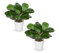 Arborus 2pcs Artificial Plant in White Pots, 10.2" Faux Ficus Plant Fake Fiddle Leaf Fig Plants Potted Small Artificial Plants Decorative Artificial Plants Indoor for Home Table Bathroom Decor