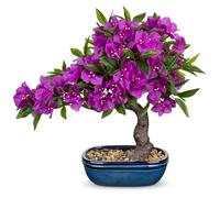 Arborus Artificial Bonsai Tree in Blue Pot 18.5" Large Fake Bougainvillea Flower Plants in Ceramic Pot Purple Bougainvillea Blossom Trees Indoor Faux Silk Spring Flower for Home Office Desk Decor