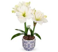 Arborus Artificial Flowers in Ceramic Pots 18" White Fake Silk Amaryllis with Bulb Faux Amaryllis Flower Arrangement with Blue and White Porcelain Pot for Home Office Bathroom Table Shelf Décor