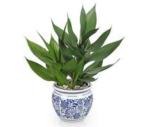 Arborus Artificial Lucky Bamboo in Ceramic Blue and White Porcelain Planter, 12.5" Small Indoor Plant for Home Kitchen Bathroom Decor