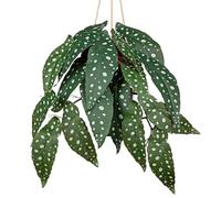 Arborus Hanging Plants Artificial with Pot 22" Fake Hanging Begonia Plant Realistic Artificial Potted Plant Faux Green Plants for Indoors Bathroom Bedroom Living Room Home Decor