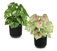 Arborus Monstera Artificial Plant in Pot 18 cm Artificial Plants Like Real Artificial Indoor Plants Green Plants Table Decoration Tropical Monstera Shelf Window Sill Balcony Desk Office Home