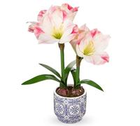 Arborus Pink Amaryllis Artificial Flowers in Blue Ceramic Pot 18" Tall Fake Amaryllis Plant Indoor with Decorative Bulbs Moss Faux Flower Arrangement for Home Office Bathroom Table Holiday Décor