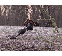 Archery Turkey From a 2 Sided Blind