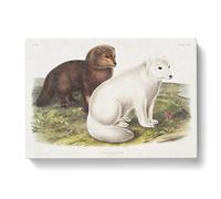 Arctic Fox By John Woodhouse Audubon Vintage Canvas Wall Art Print Ready to Hang, Framed Picture for Living Room Bedroom Home Office Décor, 50x35 cm (20x14 Inch)