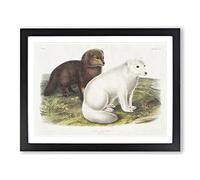 Arctic Fox By John Woodhouse Audubon Vintage Framed Print | A3 Black Framed Wall Art | Ready to Hang | Classic Animal Picture | Living Room Bedroom Lounge Office