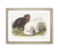 Arctic Fox By John Woodhouse Audubon Vintage Framed Print | A3 Oak Framed Wall Art | Ready to Hang | Classic Animal Picture | Living Room Bedroom Lounge Office