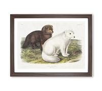 Arctic Fox By John Woodhouse Audubon Vintage Framed Print | A4 Walnut Framed Wall Art | Ready to Hang | Classic Animal Picture | Living Room Bedroom Lounge Office