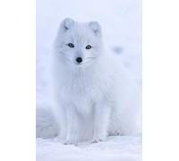 Arctic Fox in Iceland: A nature themed lined notebook journal