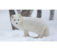 Arctic Fox In Snow - Paint by Numbers for Adults, DIY Digital Painting Arts Craft for Home Wall Decor Birthday Gifts