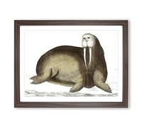 Arctic Walrus By George Shaw Vintage Framed Wall Art Print, Ready to Hang Picture for Living Room Bedroom Home Office Décor, Walnut A2 (64 x 46 cm)
