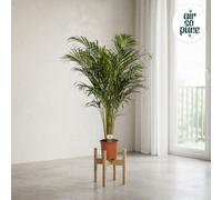 Areca Palm (Dypsis Lutescens) - 85Cm, 21Cm Pot