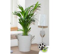 Areca Palm Easy Care House Plant Yellow