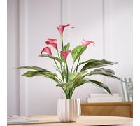 Argos Home Artificial Red Calla Lily in White Ceramic Pot