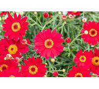 Argyranthemum Bicolor Fire Marguerite Daisies 6 Plug Plants