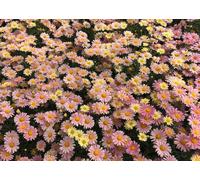 Argyranthemum Bicolor Lemon And Pink Marguerite Daisies 6 Plug Plants