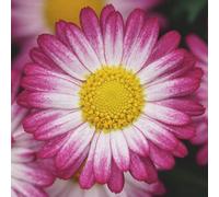 Argyranthemum Bicolor Rose Marguerite Daisies 6 Plug Plants