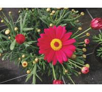 Argyranthemum Dark Rose Marguerite Daisies 6 Plug Plants