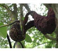 Aristolochia galeata Nova Odessa | 10_Seeds