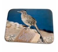 Arizona, Lake Havasu City. Greater Roadrunner Bird - Jaynes Gallery Birds Floor Mats Dirt Trapper Door Mats Stylish Bathroom Rug For Front Back Door Kitchen Patios 40X60 Cm
