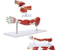 Arm Model Upper Limb Muscle Anatomy Model Arm Medical Anatomical Muscular 7 Parts Life Size Vascular Neuromuscular Model