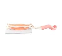 Arm Moving Anatomical Elbow Joint Model, Teaching Accessory for Primary School, Realistic Arm Structure - Demonstrates Joint Motion, Durable and Educational Tool