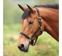 ARMA Premium Adjustable Headcollar - Black - Pony