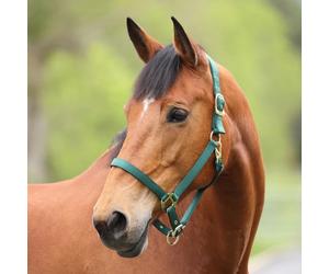 ARMA Premium Adjustable Headcollar - Hunter - Full
