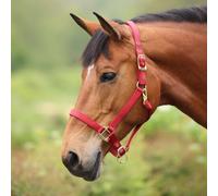 ARMA Premium Adjustable Headcollar - Red - Extra Full