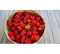 Armageddon Chilli Seeds - 10 Fresh Seeds