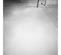 Armand Margjeka - Hummingbird