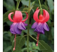 Army Nurse Fuchsia Outdoor Shrub Plant Fuchsia Fairy Bush Garden 2L Pot Plant Theory Green One Size