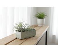 Arr3 Cp Tillandsia Curly Slim Pot Size 6 Cm Height Indoor Houseplant