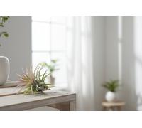 Arr3 Cp Tillandsia Mix X20 Pot Size 6 Cm Height Indoor Houseplant