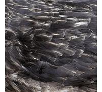 Arstidir - Something Wicked Marches In (Reissue)