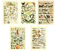 Art Biology Botanical Science Poster Print Sea Creature Wall Decor